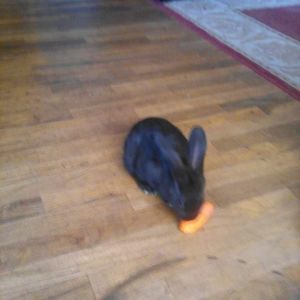 Meet your Posher, Lisa